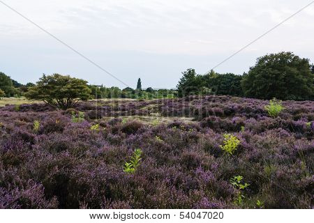 Filds Of Blossoming Heather
