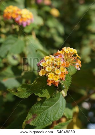 Lantana camara blossom
