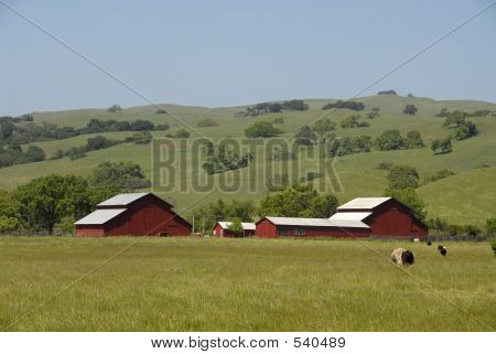 Cows On A Farm