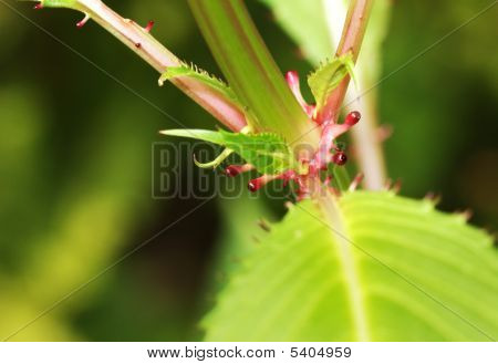 Impatiens Qlandulifera