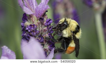 Bumble Bee on Lavender