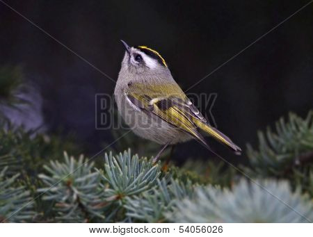 Golden-crowned Kinglet