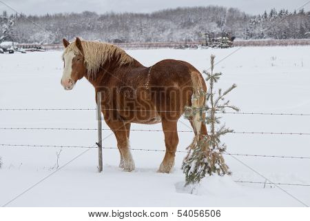 A horse by a fence