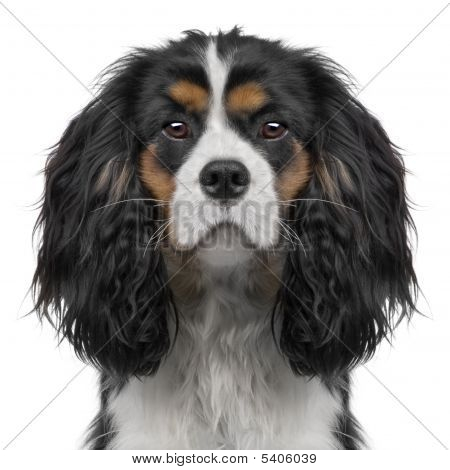 Cavalier King Charles cucciolo 10 mesi digital Enhancement