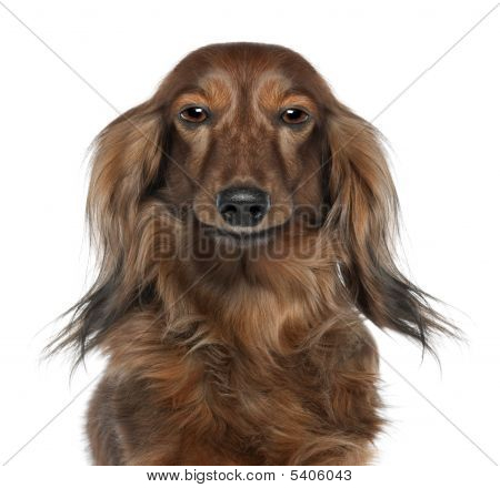 ปิดค่าของ A Dachshund ของหัวมองที่กล้อง 7 ปี