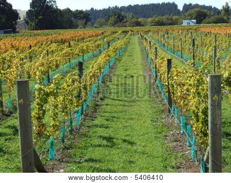 Martinborough Vineyard
