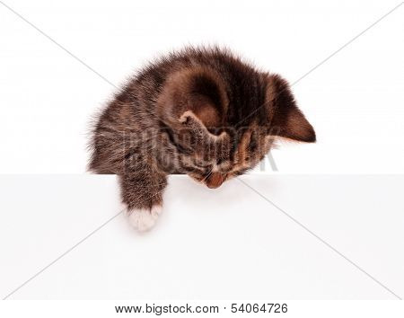 Cute kitten with blank billboard, isolated on white background