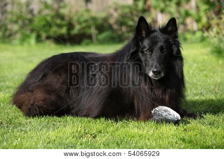 Nice Dog Watching Fresh Fish