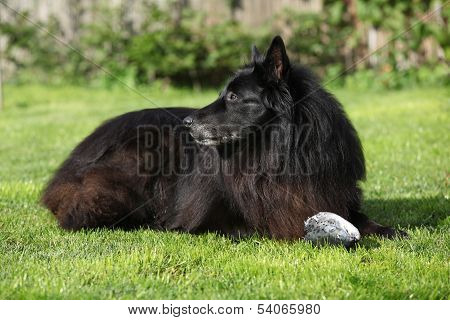 Nice Dog Watching Fresh Fish