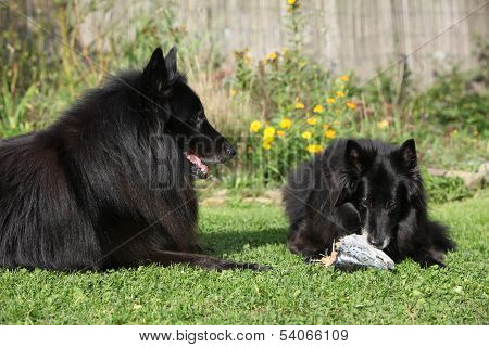 Two Dogs Interested In Fresh Fish
