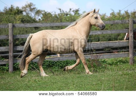 Beautiful Palomino Mare Wunning On Pasturage
