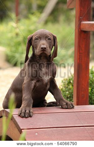 Nice Brown Puppy On Small Garden Bridge