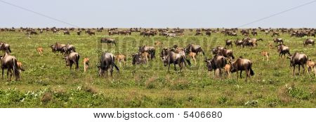 Serengeti de Wildebeests büyük göç