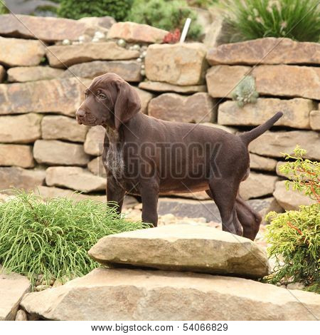 Gorgeous Puppy In The Garden