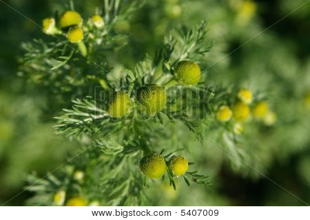 Matricaria Chamomilla
