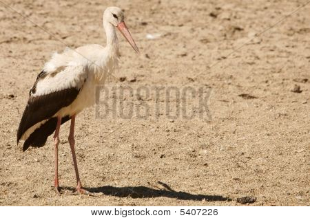 Cigogne 2