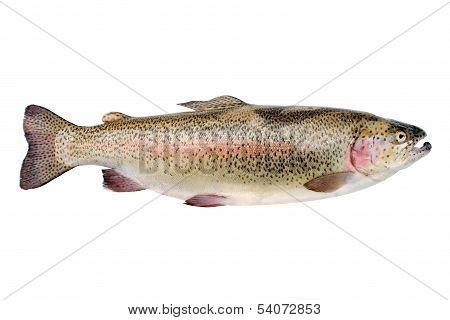 Rainbow Trout