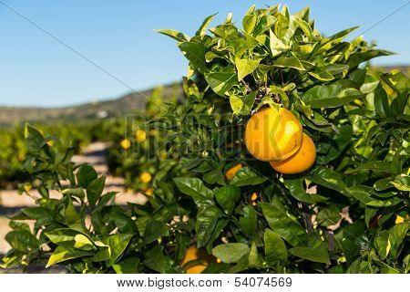 Valencia Orange Trees