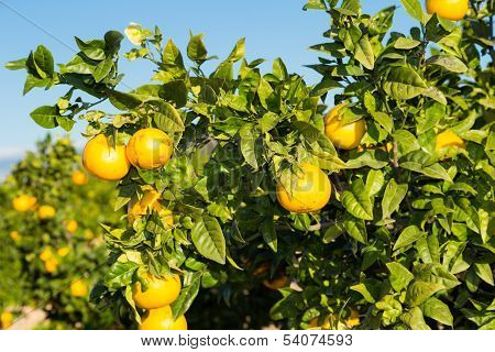 Valencia Orange Trees