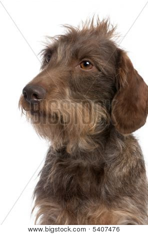 บราวน์ Wire-haired Dachshund (ปีที่ 3 เดิม)