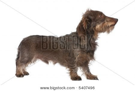 โปรไฟล์ของ Dachshund เป็น Wire-haired สีน้ำตาล (3 ปีเก่า)