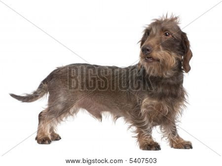 บราวน์ Wire-haired Dachshund (ปีที่ 3 เดิม)