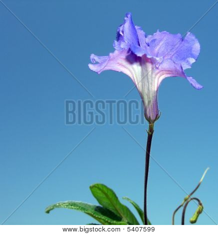 Streptocarpus