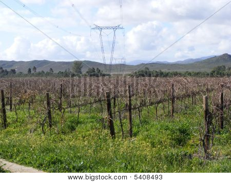 Torres en las viñas