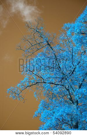 Stunning Unusual False Color Tree And Sky Landscape