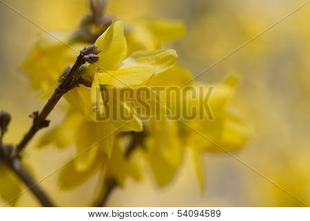 Golden Yellow Forsythia Backgound