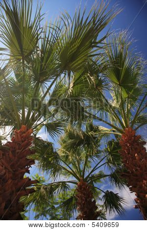 Rajongó pálma fák