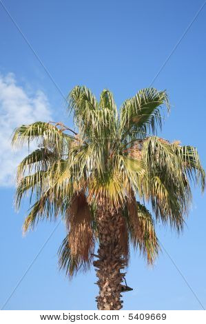 Rajongó pálma fák