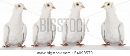 Dove