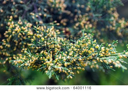 Juniper Branch With Pollen-producing Male Cones