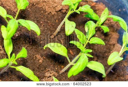 Leaf background.