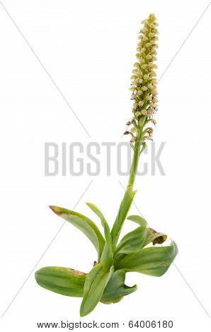 Wild Man Orchid Isolated - Orchis Anthropophora