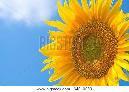Sunflower On A Background Of Blue Sky