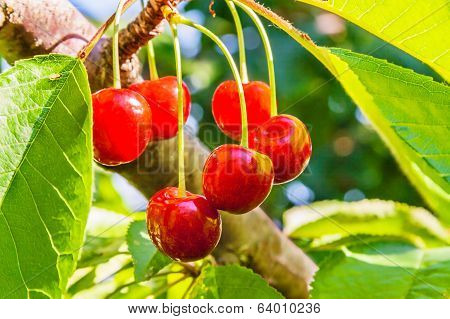 Ripe Berries Of A Sweet Cherry On A Branch