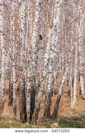 Birch Grove At Sunset In Early Spring
