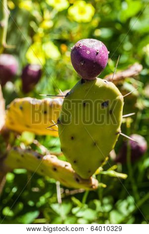 Juicy Prickly Pear