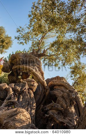 Millenary Olive Tree