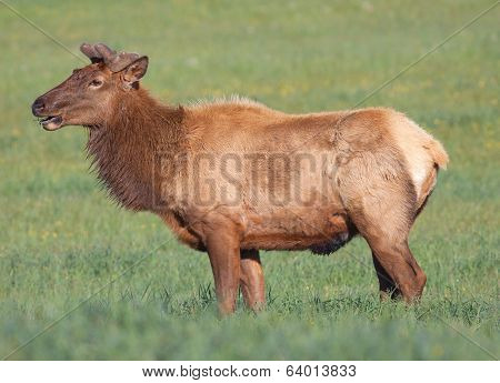 Elk