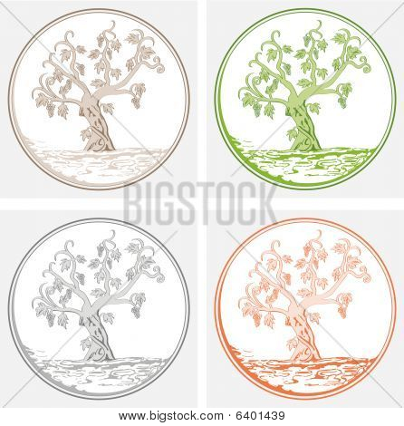 albero vite
