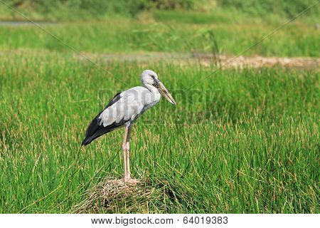 Asian Openbill Stork