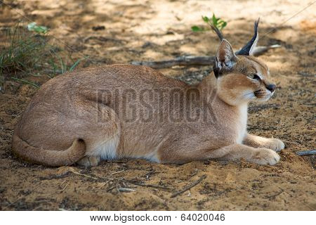 Caracal In Harnas Foundation In Namibia