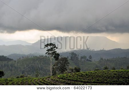 Tea plantation nature landscape in Sri Lanka