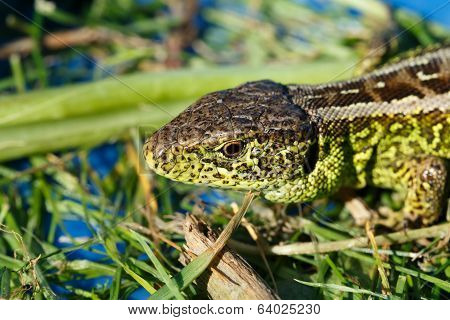 Small Lizard Lacerta Agilis