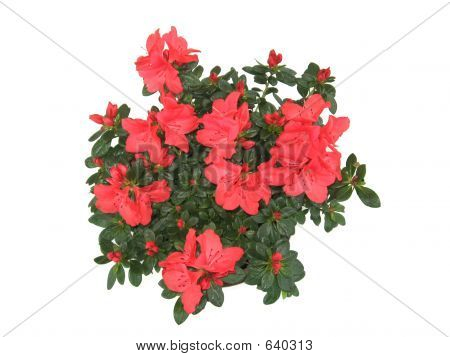 Azalea