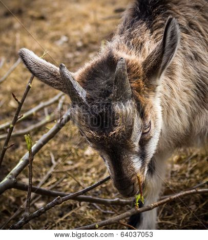 Goatling