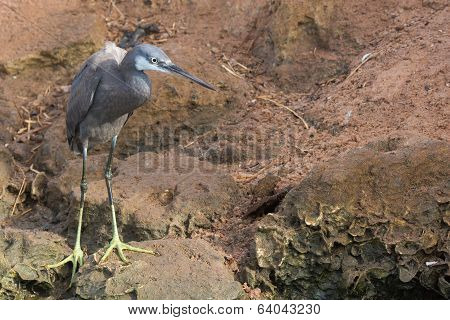 A Pale Western Reef Heron Standing On Rocks Above The Tide Line